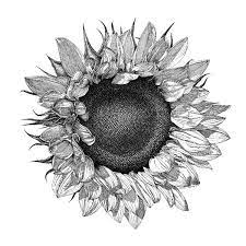 Maybe you would like to learn more about one of these? Pin By Sue Beauchamp On Quick Saves In 2021 Sunflower Drawing Sunflower Tattoo Shoulder Sunflower Tattoos