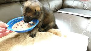 Puppies should get solid food starting at about four weeks, when they're not able to get all the calories they how often should my puppy eat? Ella S Puppies Start Weaning Youtube