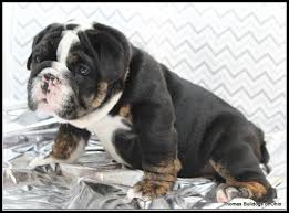 He is growing fast and turning into a get notified receive an email alert when additional puppies are added. English Bulldogs For Sale Ohio