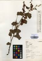 Image result for Rhynchosia sublobata