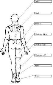 Body Chart Used To Identify Location Of Response Download