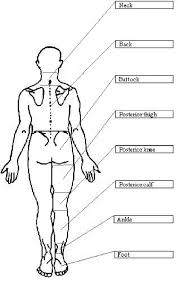 body chart used to identify location of response download