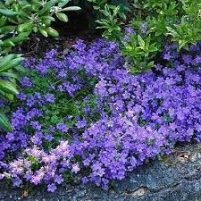 Bellflower Blue Flower Seeds Campanula Carpatica Blue 200 Seeds Shade Plants Flower Seeds Purple Garden