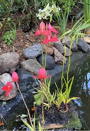 Image result for Disa baurii