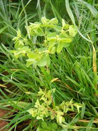 Image result for Euphorbia epicyparissias