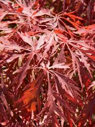 We did not find results for: Acer Palmatum Dissectum Ornatum Acer Palmatum Dissectum Atropurpureum Roter Schlitz Ahorn