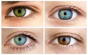 Genetics And Eye Color What Determines Eye Color