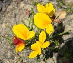 Image result for Argyrolobium stolzii