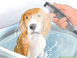 They get plenty of attention from our family and stay inside as much as outside. How To Take Care Of A Beagle Puppy With Pictures Wikihow