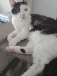 It's most common in female purebreds with. 14 Yo Hair Loss On Legs Thecatsite