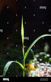 Image result for Sporobolus tenuissimus