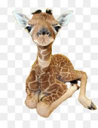 You can now print this beautiful umbrella mural coloring kinkajou by jan brett coloring page or color online for free. Kinkajou Png Happy Kinkajou Full Body Kinkajou Skeleton Of A Kinkajou Kinkajoui Kinkajou Cartoon Kinkajou Cute Kinkajou Animal Kinkajou Food Kinkajou Wallpaper Kinkajou Family Kinkajou Games Kinkajou Drawing Kinkajou Pets Kinkajou Coloring Pages