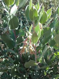 Image result for Heterotis canescens