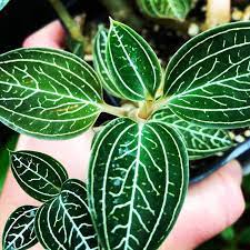 Pictures showing the general size of the plants for this listing. Jewel Orchid Ludisia Discolor Var Alba Nepenthes Carnivorousplants Bradsgreenhouse Rareplants Pitcherplants Car Orquideas Jardim De Garrafa Jardim