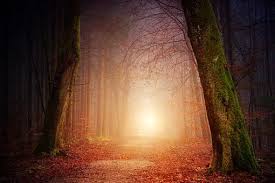 image gratuite sur pixabay nature des forets arbres lumiere fondecranhiver plus de 8 000 images de magic nature images aesthetic wallpapers forest light pinterest