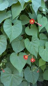 Image result for Ipomoea hederifolia