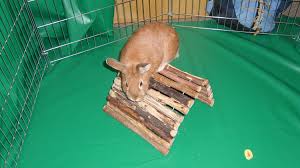 Ein kaninchenstall bietet für das tier ein schönes zuhause. Kaninchenhaltung In Der Wohnung