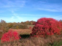 Indian Summer Mit Dem Gemeinen Pfaffenhutchen Euonymus Europaeus In Brandenburg Pflanzen Pfaffenhutchen Indian Summer