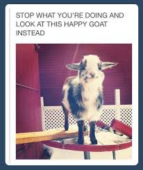 Stop What You Are Doing Cute Animals Happy Animals Happy Goat