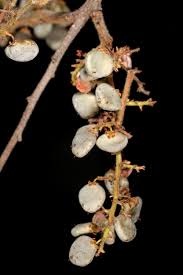 Image result for Searsia tenuinervis