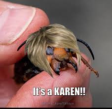Find the newest hornet nest meme. 21 Murder Hornet Memes To Sting Your Funny Bone Funny Gallery
