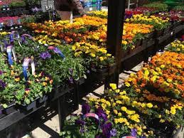 Time To Plant The Flowers Spring Is In The Air Classy Mommy Plants Garden Center Garden And Yard