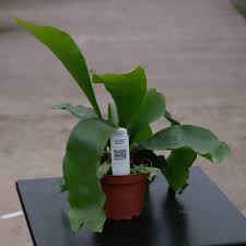 Image result for Platycerium