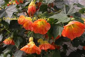 However, even without the flashy blooms, these plants would be standouts. Monterey Bay Nursery Plants A