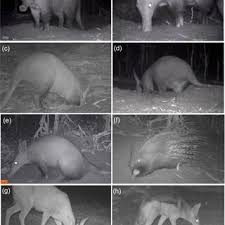 Image result for Cucumis humifructus