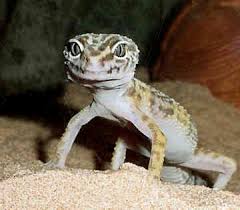 Top 30 Cutest Animals In The World Barock