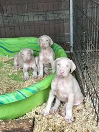Pennysaver White Doberman In Los Angeles California Usa