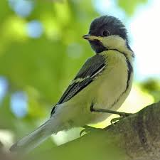 Image result for Kohlmeise vogelhouse