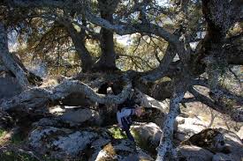 Maybe you would like to learn more about one of these? Encina Carrasca A La Entrada De Al Sur De La Cresta Del Pico Almenara En Robledo De Chavela Comunidad De Madrid Espana
