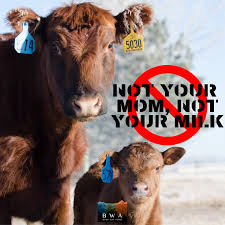 Isn T It Weird That Humans Not Only Drink Milk From Other Species But Drink It Way Into Adulthood We Are Never Weaned If You Think Animal Milk Is Healthy