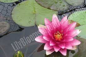 Image result for Nymphaea divaricata
