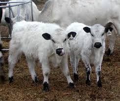 Black And White Cow Breeds Uk The British White Cattle Breed Miniature Cow Breeds Cattle Beef Cattle