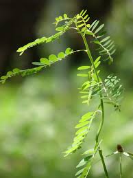 Image result for Phyllanthus pentandrus