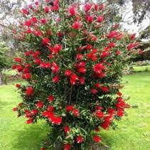 L'omaggio non potrà che essere gradito e apprezzato, dal momento che il linguaggio dei fiori è universale e, proprio per questo motivo, amato da tutti. Callistemon I Fiori Giardino E Non Solo