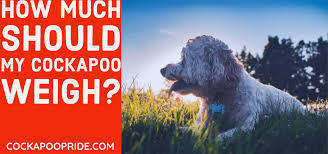 Cockapoo Weight Chart What Should Your Cockapoo Weigh