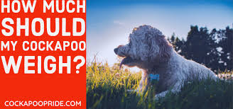 cockapoo weight chart what should your cockapoo weigh