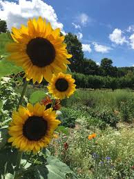 Gratis untuk komersial tidak perlu kredit bebas hak cipta. 900 Gambar Bunga Terindah Ideas In 2021 Beautiful Flowers Photos Beautiful Flowers Images Planting Roses