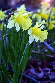 Daffodil Bulbs W P Milner Cream For Sale Daffodil Bulbs Daffodils Bulbs For Sale