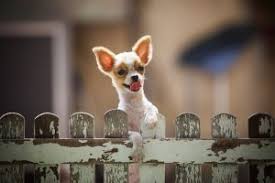We can help you browse hotel options so you and fluffy will be comfortable on your vacation. Low Cost Spay Neuter In San Antonio Tx Healthy Pet