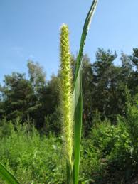 Image result for Setaria parviflora