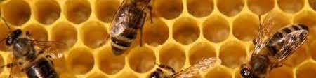 Carpenter bees habitually of bore into wood constructing homes to the raise their offspring. Beebe S Pest Control Owner Beebe S Termite Pest Bee Service Linkedin
