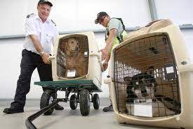 Check spelling or type a new query. Airline Pet Travel What Cargo Crate Is Best For My Pet Pet Travel Blog Resource For Traveling Pets