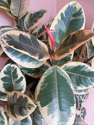 Here's l&p's complete guide with everything you need to care for them. Rubber Plant Growing Tips For This Easy Care Indoor Tree