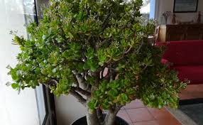 Ces arbres forment un décor permanent dans le jardin, même au cœur de l'hiver. Arbre De Jade Crassula Ovata Arrosage Taille Entretien