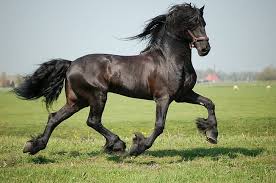 Check spelling or type a new query. Hd Wallpaper Monte The Friesian Horses Friesians Animals Black Horse Friesland Wallpaper Flare