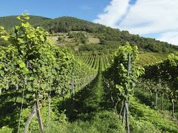 I vini bianchi campani - AIFB